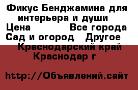 Фикус Бенджамина для интерьера и души › Цена ­ 2 900 - Все города Сад и огород » Другое   . Краснодарский край,Краснодар г.